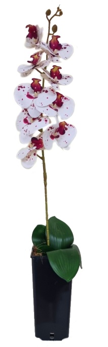 Орхидея Энни тигровая Latex