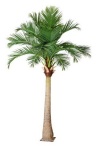 Кокосовая пальма 4,8м Latex