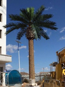 Финиковая пальма 8м, чешуйчатый ствол Latex