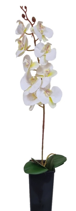 Орхидея Энни белая Latex