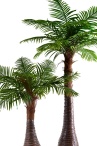 Финиковая пальма Южанна №2