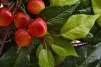 Ветка Черешни с ягодами