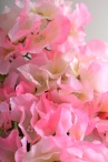 Гортензия Верена розовая