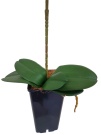Орхидея Энни малиновая Latex