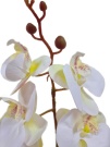 Орхидея Энни белая Latex