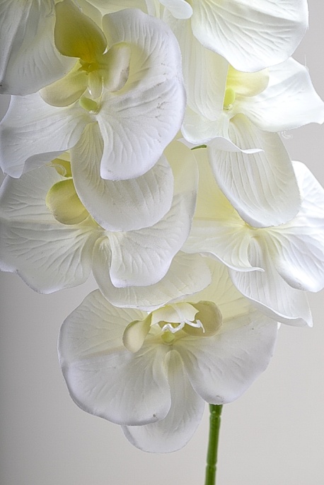 Орхидея Венера №1 Latex
