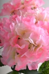 Гортензия Верена розовая высота 40 см