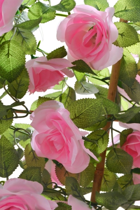 Роза лиана Кая на шпалере розовая