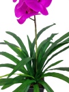 Орхидея Элли малиновая Latex