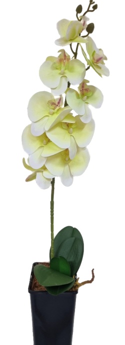 Орхидея Энни лимонная Latex