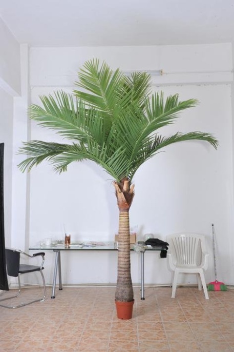 Кокосовая пальма 3м  Latex