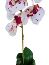 Орхидея Энни тигровая Latex