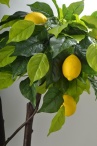 Лимон каскад Сантьяго