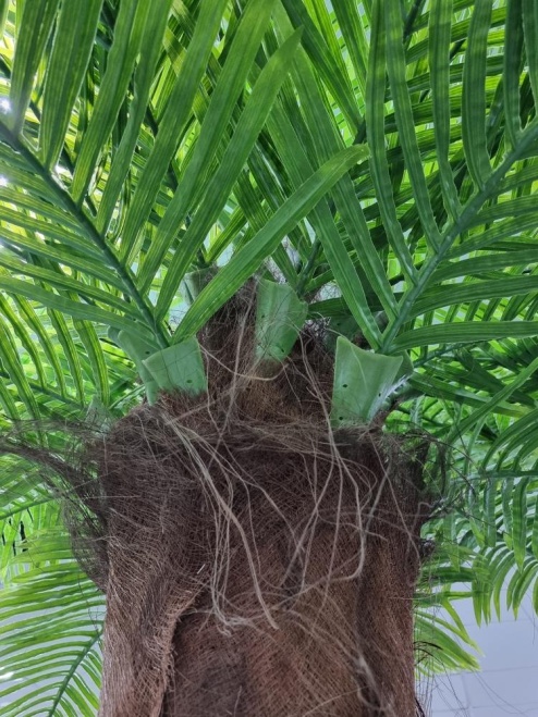 Финиковая пальма Гледис