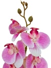 Орхидея Энни розовая Latex