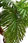 Кокосовая пальма Вивьен Latex 
