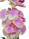 Орхидея Элли персиковая Latex