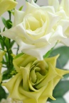 Букет роз Яцек бело-желтый