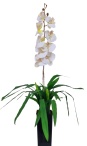 Орхидея Элли белая Latex