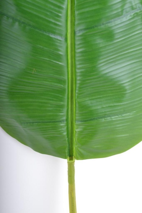 Лист банановой пальмы