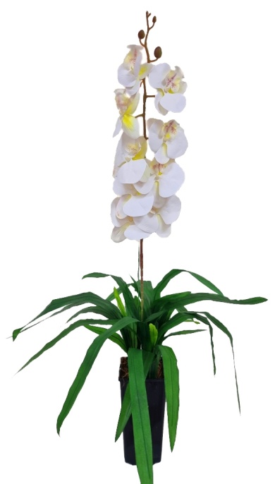 Орхидея Элли белая Latex