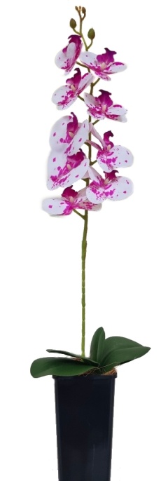 Орхидея Энни пестрая Latex