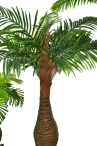 Финиковая пальма Южанна №3