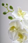 Орхидея Венера №1 Latex