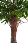 Финиковая пальма Южанна №2
