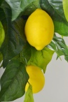 Лимон каскад Сантьяго