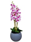 Орхидея Лунна №3 Latex