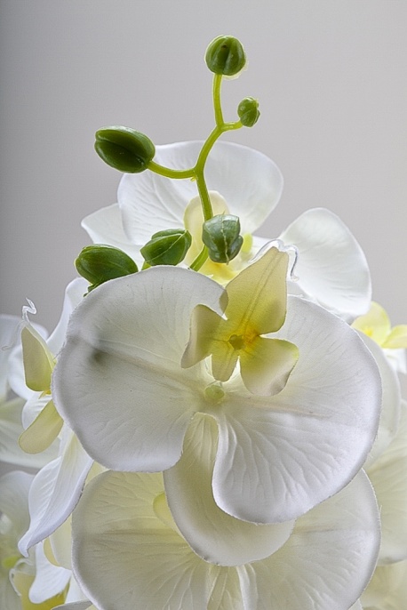 Орхидея Венера №3 Latex